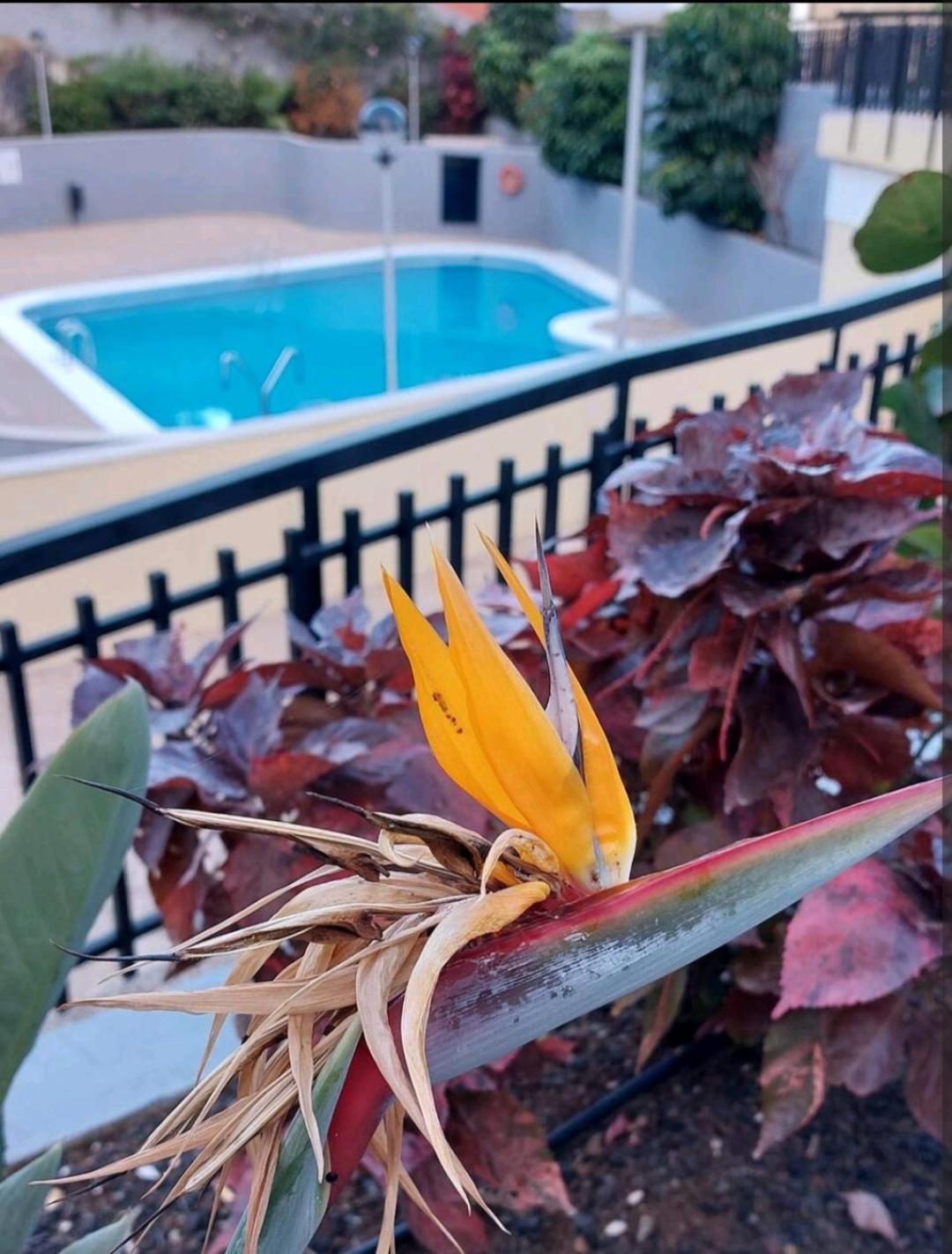 カンデラリアBalcon Atlantidaアパートメント エクステリア 写真